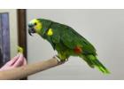 African Grey Parrots For Sale/Macaws/parakeets/Cocokatoo