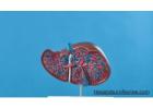 Hepatoburn Supplment for Liver Detox and weight loss