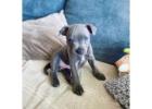 American Bully and American Pitbull Terrier Puppies for sale
